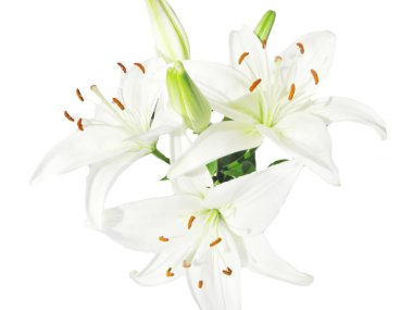 Bouquet of white lilies clipart