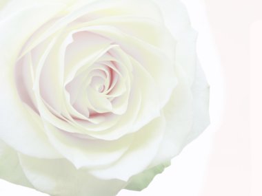 White rose flower clipart