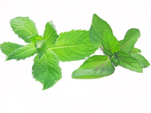 Two kind of fresh mint — Stock Photo, Image