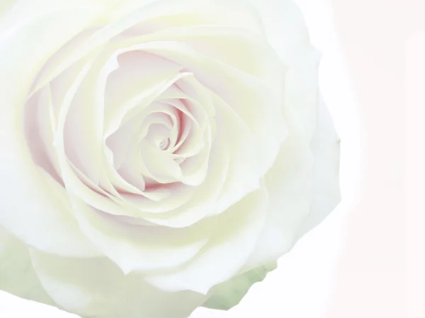 Vit ros blomma — Stockfoto