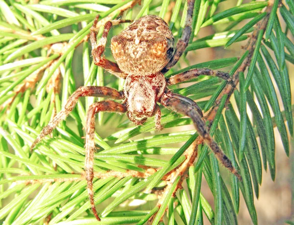 Doğada çapraz örümcek — Stok fotoğraf