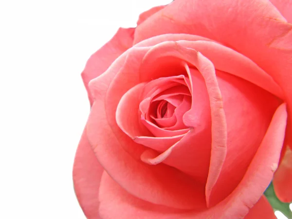 Рожева квітка троянди крупним планом — стокове фото