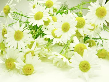 Bouquet of field daisy flowers clipart