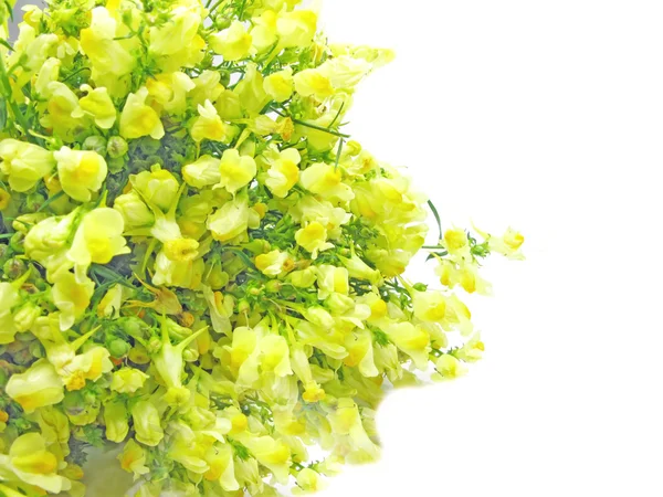 Bukett fältet gula blommor — Stockfoto
