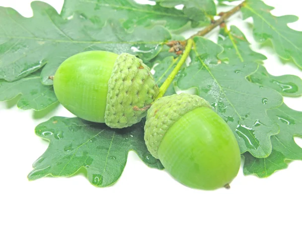 Oak tree leaves and nuts — Stock Photo, Image