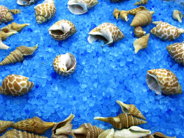 스파 바다 조개와 소금 — 스톡 사진