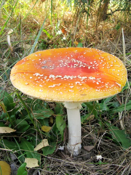 Cogumelo agárico de mosca grande na floresta — Fotografia de Stock