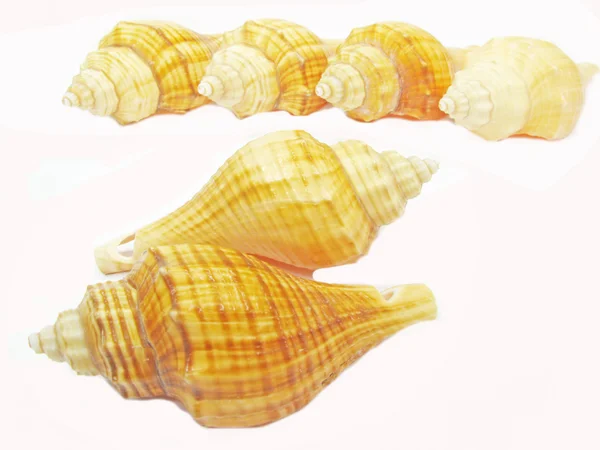 Many yellow seashell — Stock Photo, Image