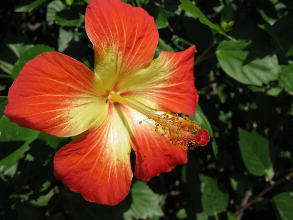 Stock image Hibiscus flower floral background