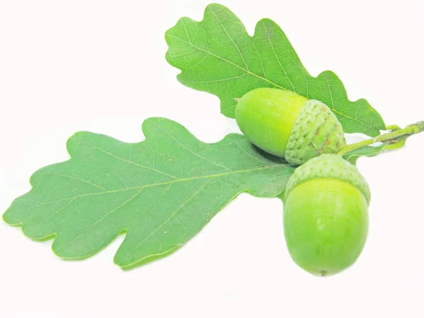 Oak tree leaves and nuts Royalty Free Stock Photos