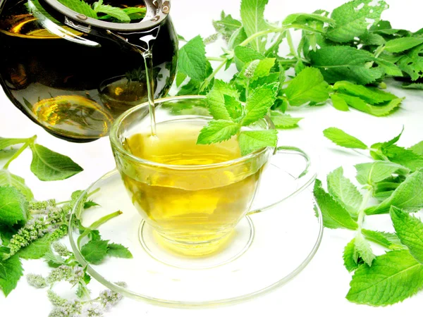 Friss menta gyógynövény gyógynövény tea — Stock Fotó