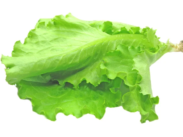 Lettuce vegetable ingredient for salad — Stock Photo, Image