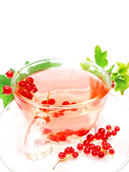 Ekstrakt z herbaty ziołowe owoców z porzeczki — Zdjęcie stockowe