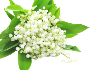 Bouquet of white lily of the valley clipart