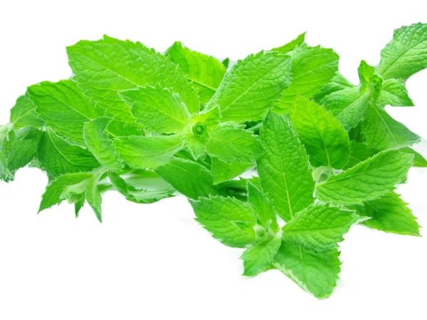 Fresh mint leaves herb for tea — Stock Photo, Image
