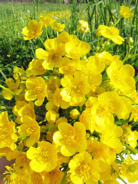 字段黄色黄油杯的花束 — 图库照片