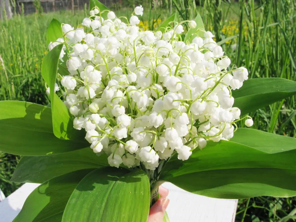 Bouquet de lys blanc de la vallée — Photo
