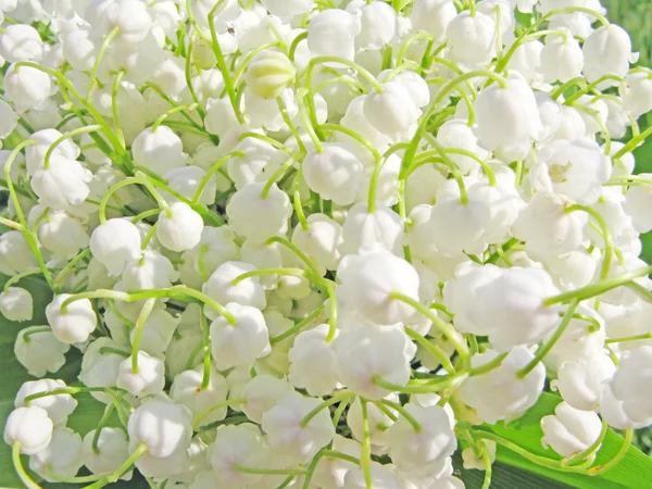 Lelietje-van-dalen floral achtergrond — Stockfoto
