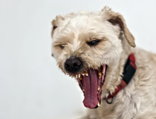 Cão irritado Fotografias De Stock Royalty-Free