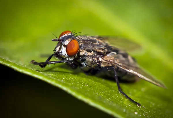 stock image Macro of a fly