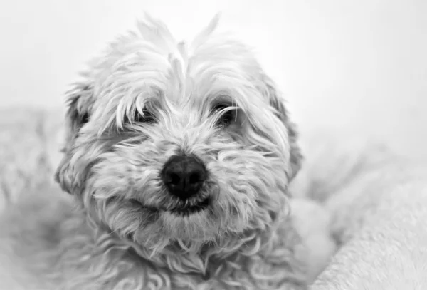 Dog smiling — Stock Photo, Image