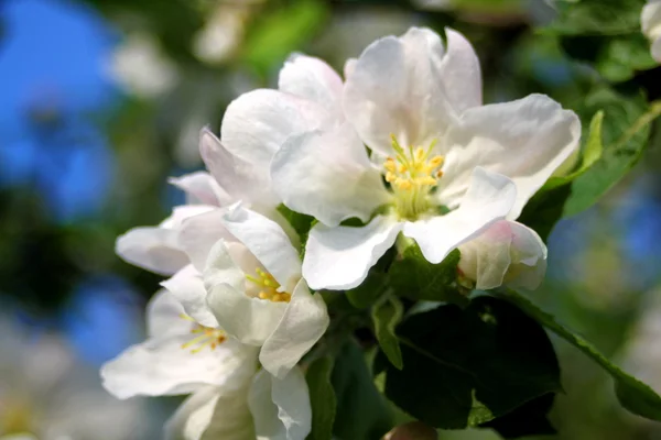 Florecimiento de un manzano — Foto de Stock
