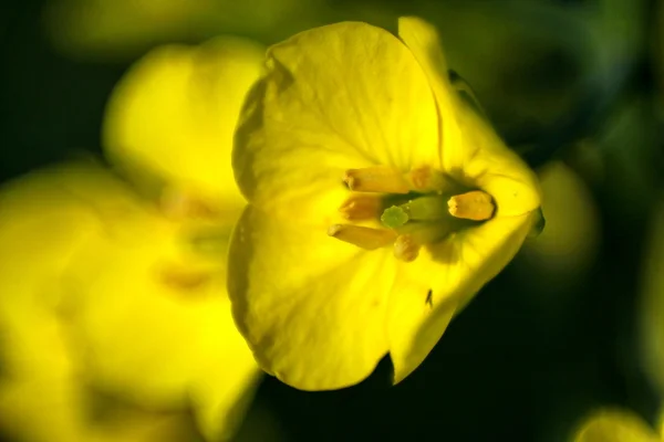 Fiore di colza — Foto Stock