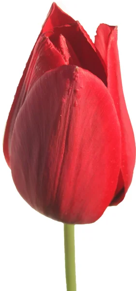 Tulipán, fondo blanco —  Fotos de Stock