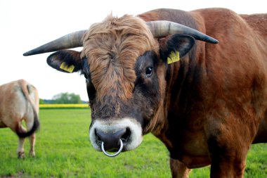 Limousin bull clipart