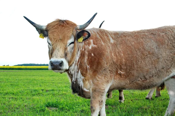 stock image Limousin cow