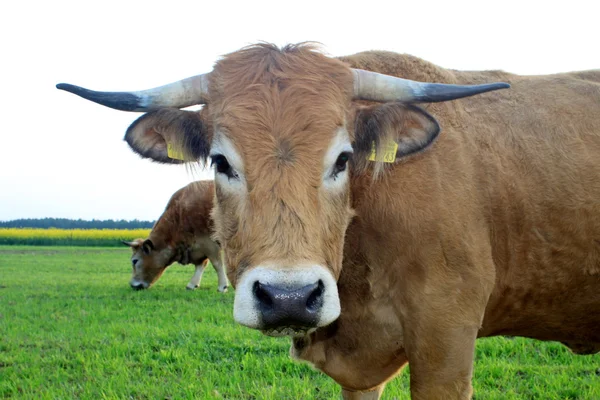 stock image Limousin cow