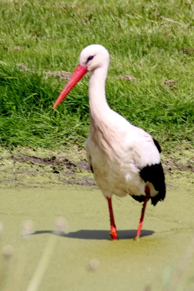 White stork standing in water — Stock Photo, Image