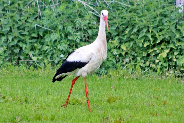 White stork on grass — Stock Photo, Image