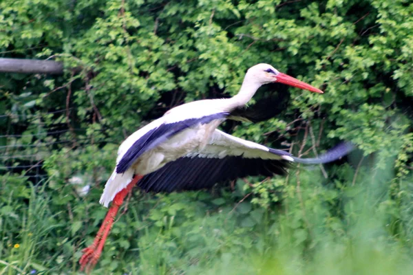 White stork taking off
