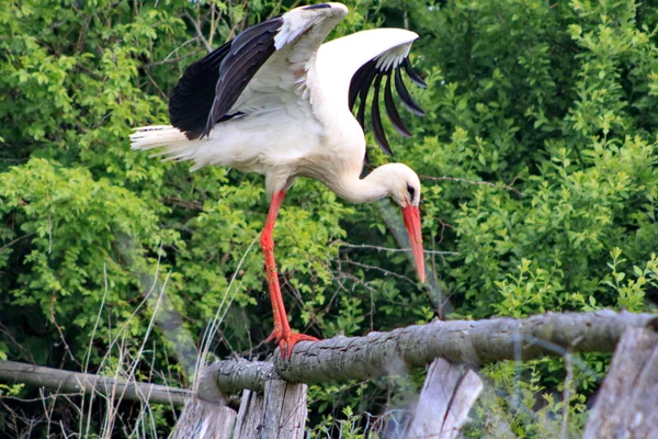 White stork landing on a fence — Stock Photo, Image