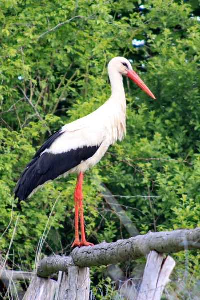 White stork on a fence — Stock Photo, Image