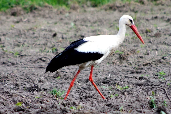 White stork on a field — Stock Photo, Image