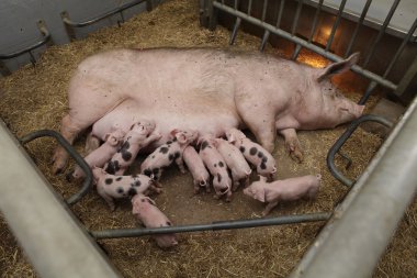 Piglets drinking milk clipart