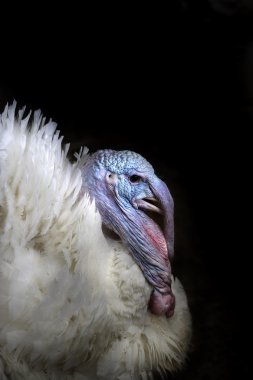 Türkiye'de istikrarlı