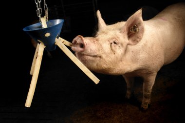 Pig in a stable clipart