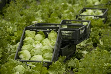 bir depo gözündeki buzdağı salatası