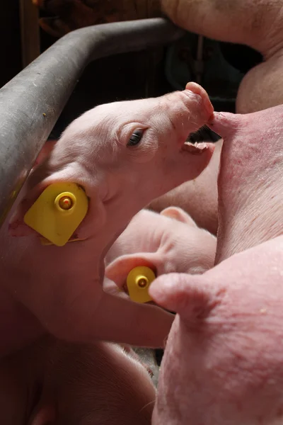 우유를 마시는 돼지 — 스톡 사진