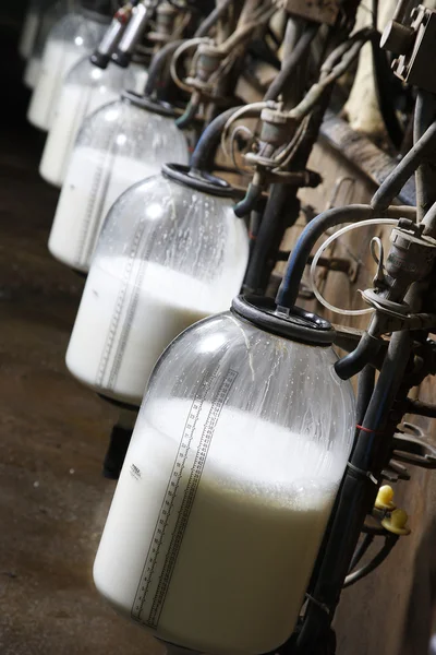 Stock image Milking barn