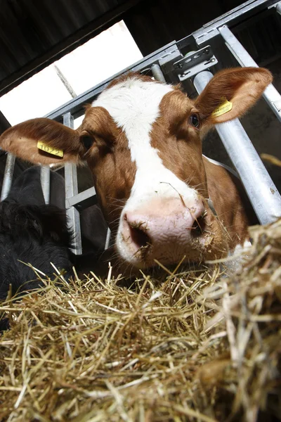 Comer vaca —  Fotos de Stock