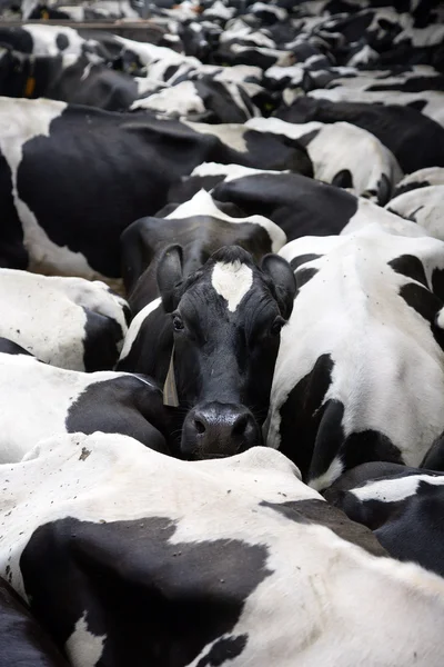 Manada de vacas — Foto de Stock