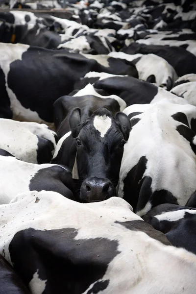 stock image Flock of cows