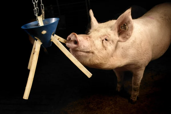 stock image Pig in a stable