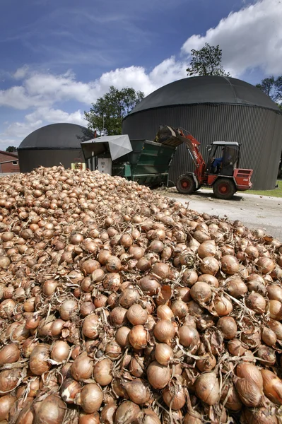 Onions for power — Stock Photo, Image