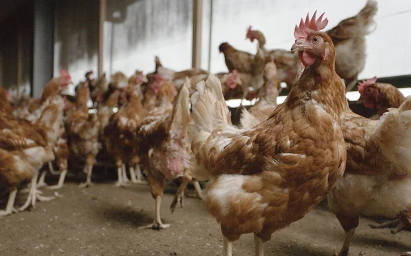 Chicken — Stock Photo, Image