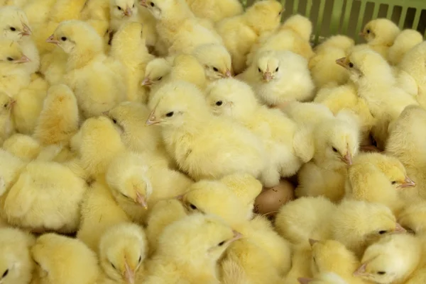 Pollos de engorde — Foto de Stock
